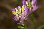 Curtiss' milkwort